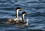 grebes